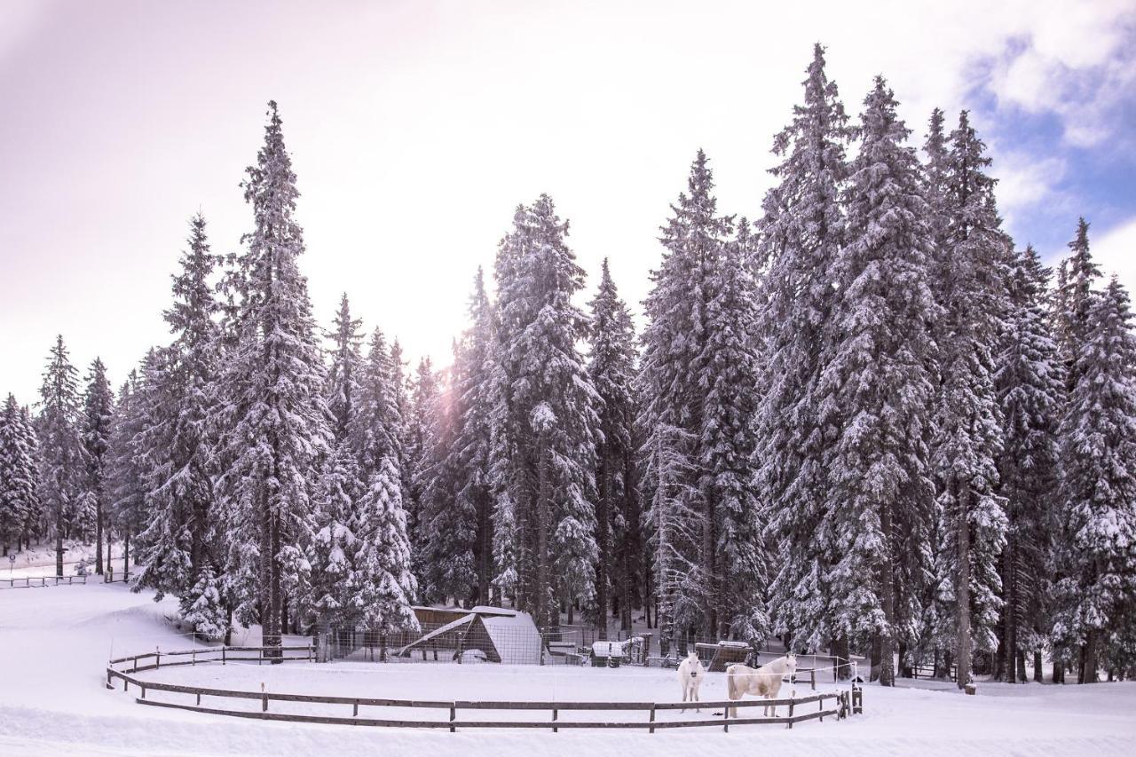 Apartment Pohorje Village Wellbeing - Forest Videc